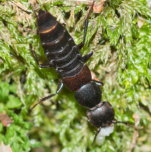 Staphylinidae dai monti Sabini: Ocypus (Matidus) italicus