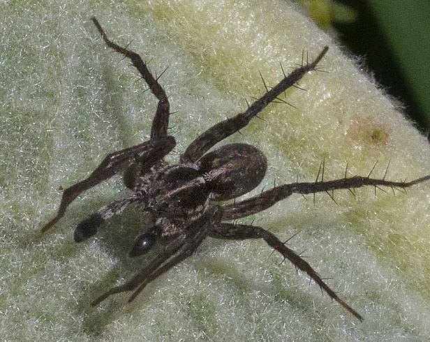 Pardosa sp., maschio - Monte Velino (AQ)