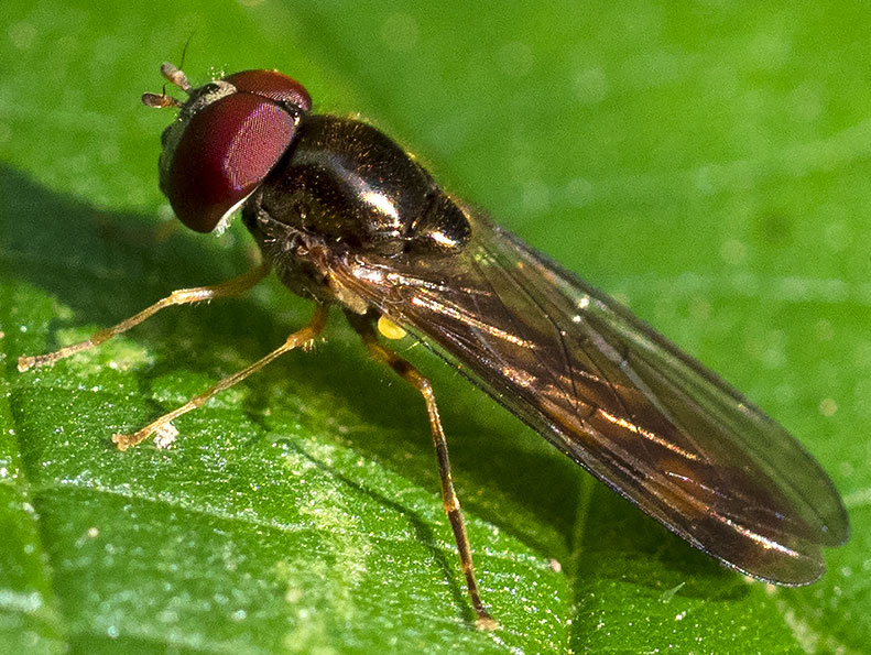 piccolo dittero Syrphidae: Melanostoma sp.