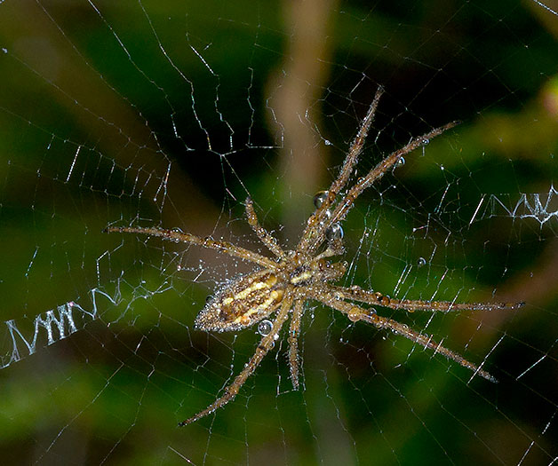 Argiope bruennichi, giovane maschio - Rezzoaglio (GE)