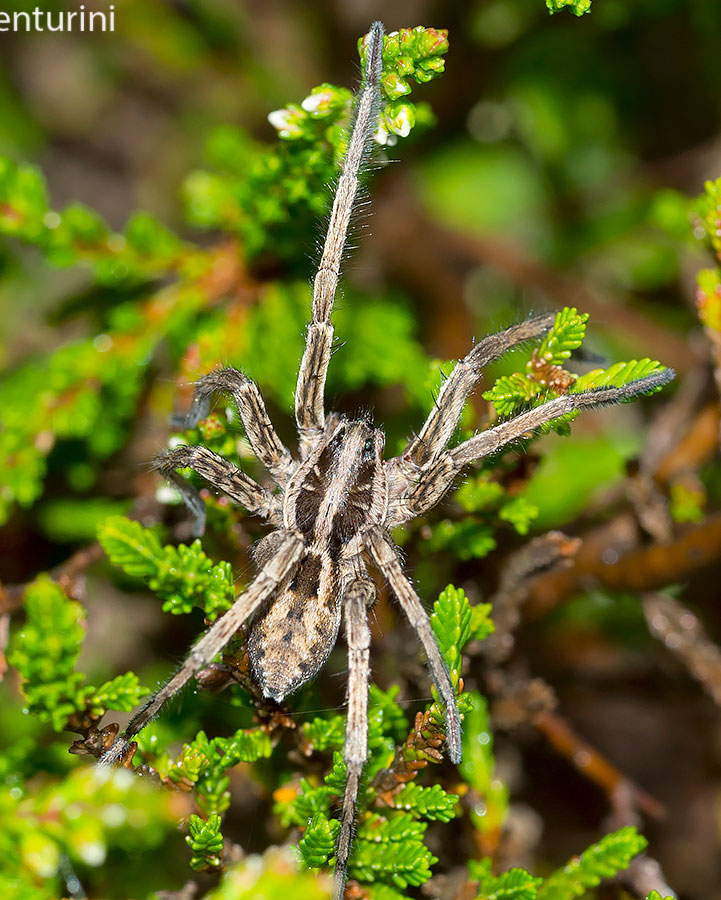 Hogna radiata - Rezzoaglio (GE)