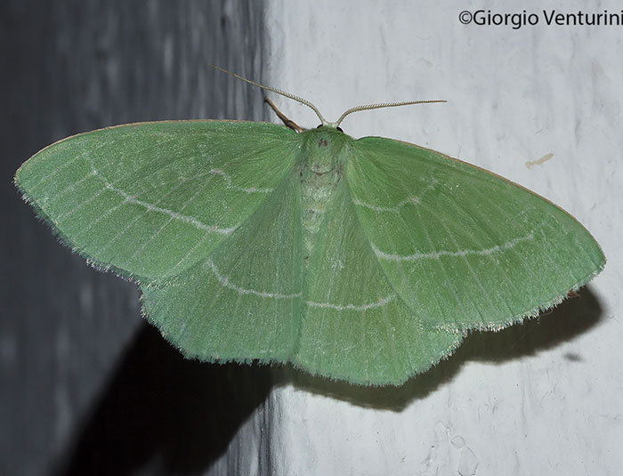 lepidottero dall''appennino ligure