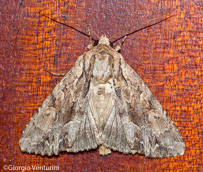 Lacanobia w-latinum (Noctuidae)