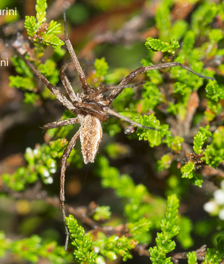 Pisaura sp. - Rezzoaglio (GE)