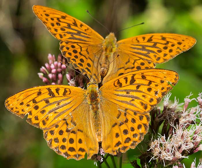 Lepidottero dall''appennino ligure: Argynnis paphia - Nymphalidae