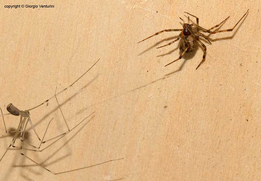 Pholcus phalangioides assale Parasteatoda tepidariorum - Rezzoaglio (GE)