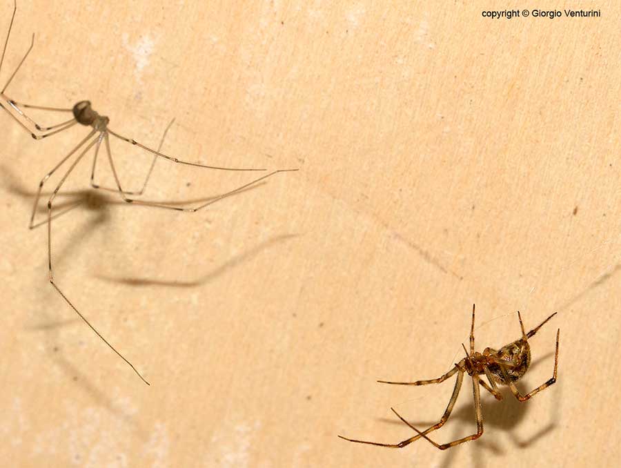 Pholcus phalangioides assale Parasteatoda tepidariorum - Rezzoaglio (GE)