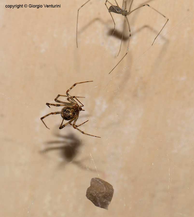 Pholcus phalangioides assale Parasteatoda tepidariorum - Rezzoaglio (GE)