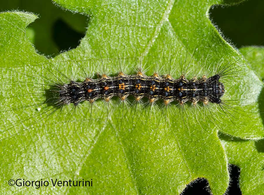 Bruco di lepidottero da Tolfa: Lymantria dispar - Erebidae