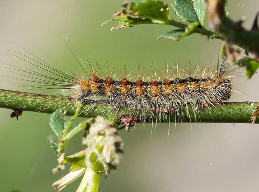 Altro bruco da Tolfa: Lymantria dispar - Erebidae