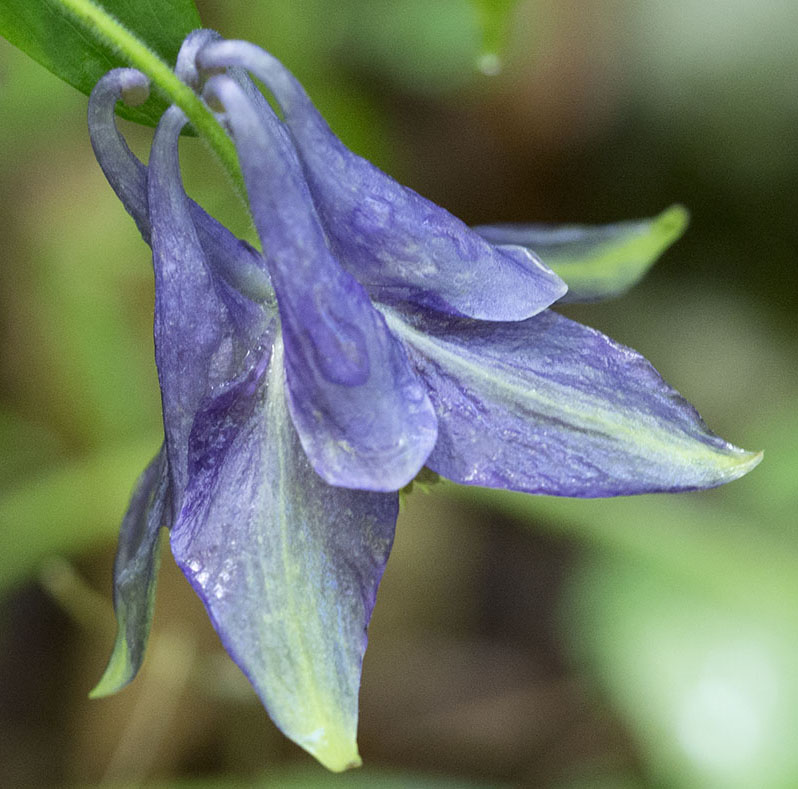 aquilegia parco nazionale abruzzo