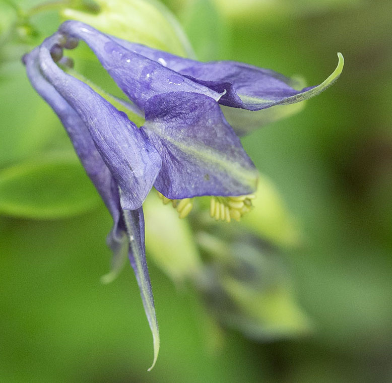 aquilegia parco nazionale abruzzo