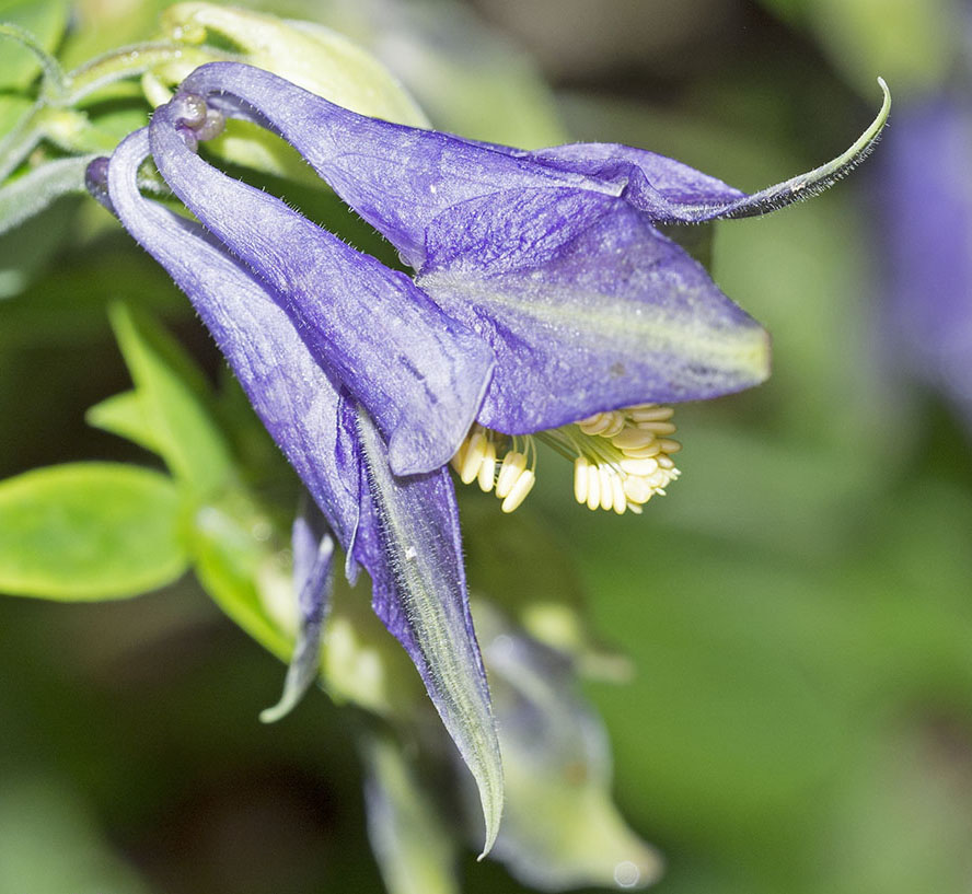 aquilegia parco nazionale abruzzo