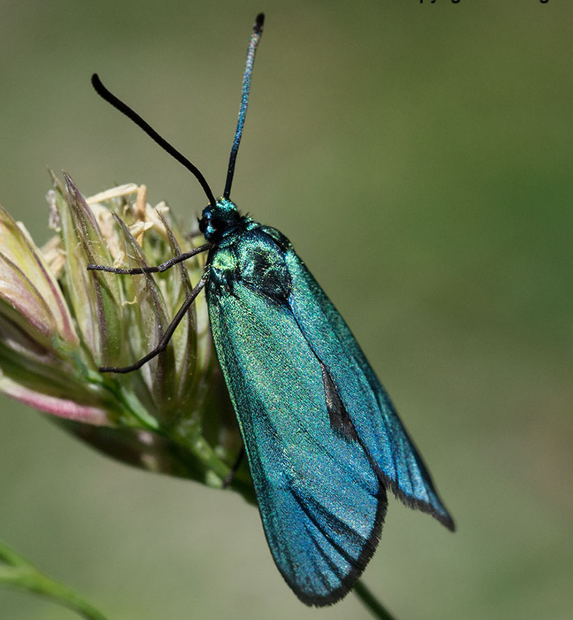 farfalla dall''appennino ligure