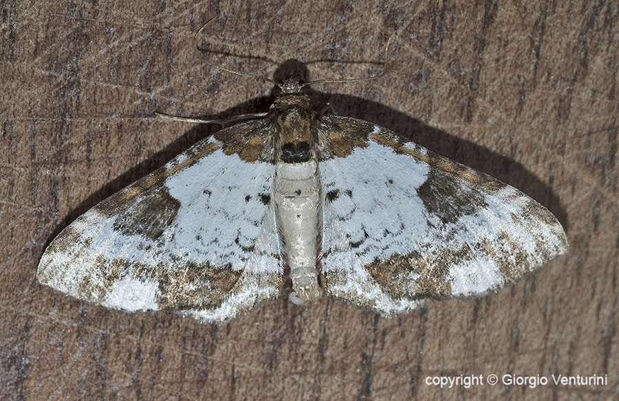 Piccolo lepidottero dall''appennino ligure: Melanthia procellata - Geometridae