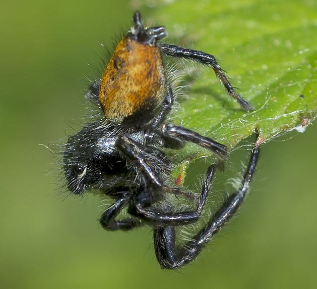 Carrhotus xanthogramma, maschio - Roma