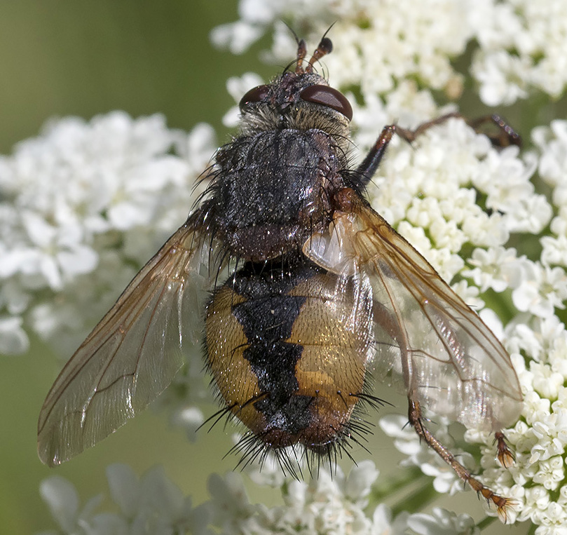 Tachinidae ? S, Tachina sp., femmina