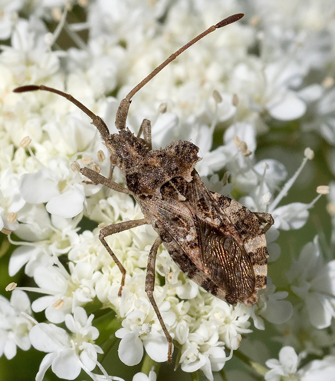 Coreidae: Centrocoris spiniger?  S