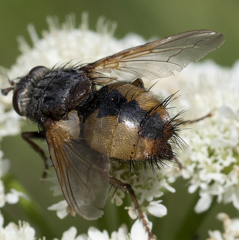 Tachinidae ? S, Tachina sp., femmina