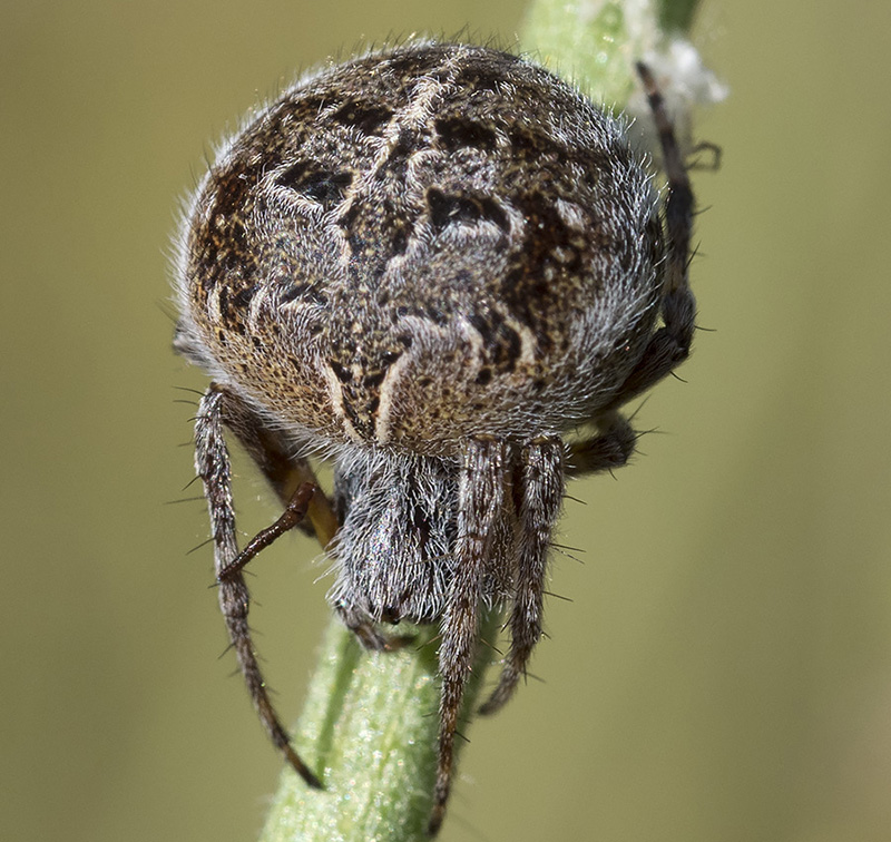 Agalenatea redii - Tolfa (RM)