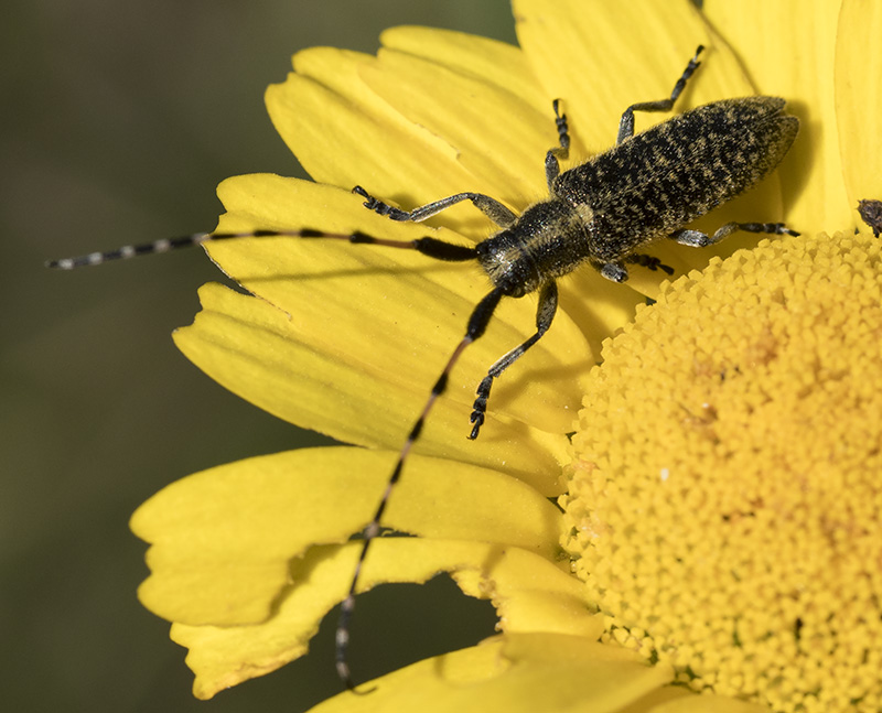 Cerambice da Tolfa: Agapanthia?  S, Agapanthia sicula malmerendi, maschio