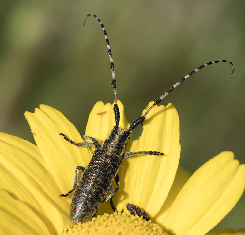 Cerambice da Tolfa: Agapanthia?  S, Agapanthia sicula malmerendi, maschio