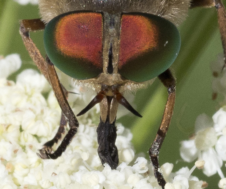 Dal''appennino ligure: Tafano?  Philipomyia cfr. aprica (Tabanidae), femmina