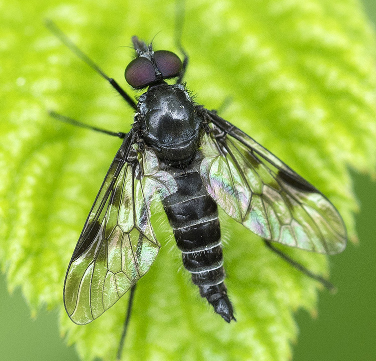 Dittero dall''Appennino ligure:   Ibisia marginata (Athericidae)