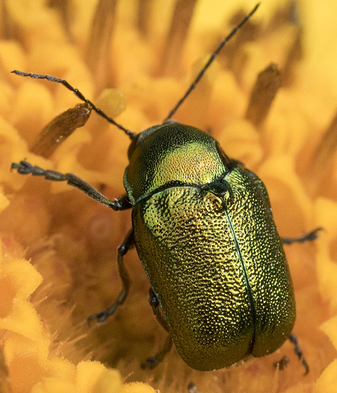 Chrysomelidae: Cryptocephalus cfr. samniticus