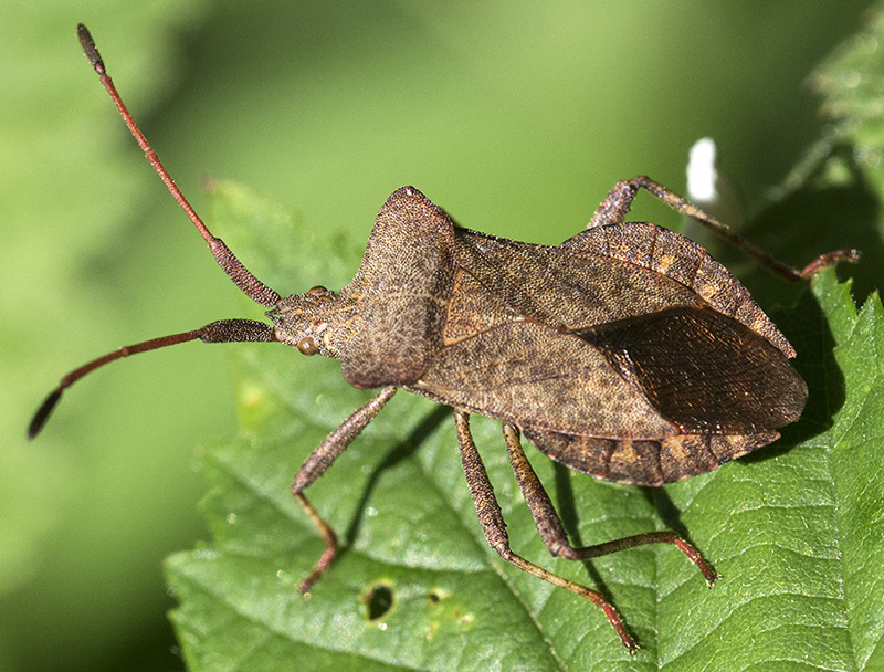 Coreidae: Coreus marginatus