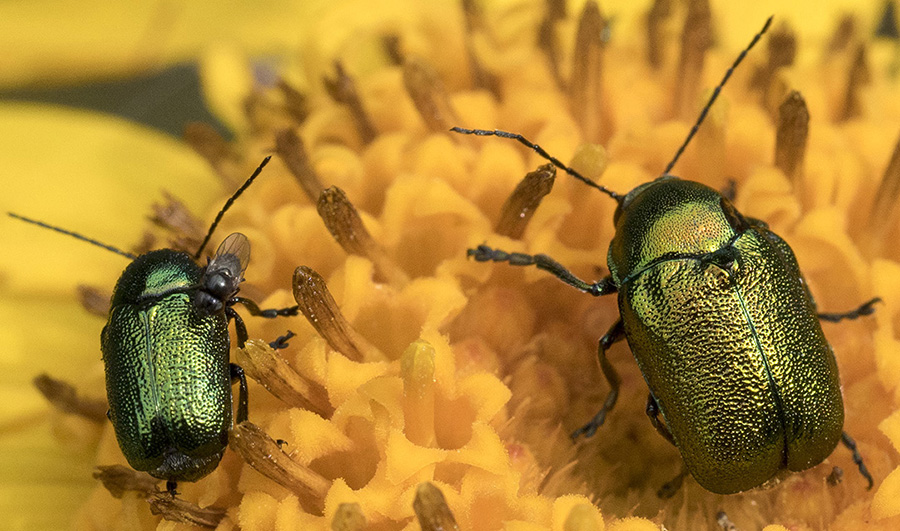 Chrysomelidae: Cryptocephalus cfr. samniticus