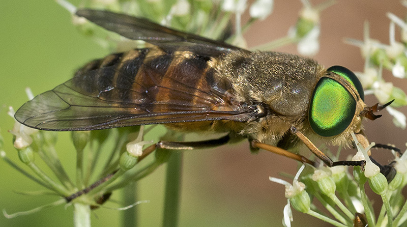 Dal''appennino ligure: Tafano?  Philipomyia cfr. aprica (Tabanidae), femmina