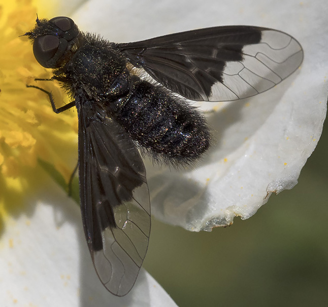 Melanophora ? No, Hemipenthes morio  (Bombyliidae)