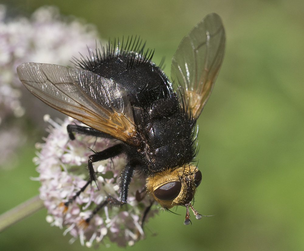 Tachina grossa?  S