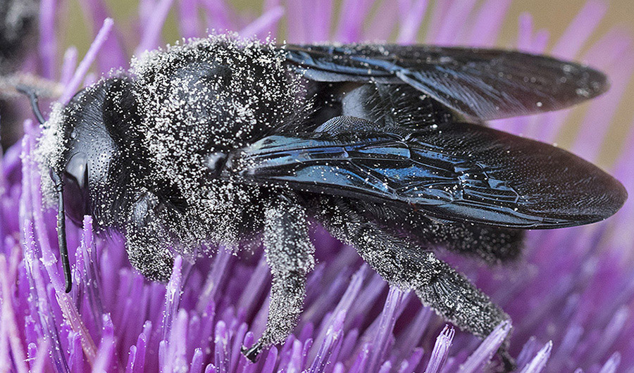 Imenottero dalla Liguria:  Xylocopa?  Xyilocopa sp.