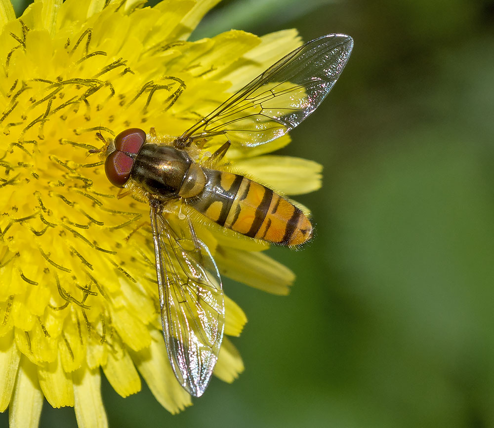 Syrphidae: Episyrphus balteatus, maschio