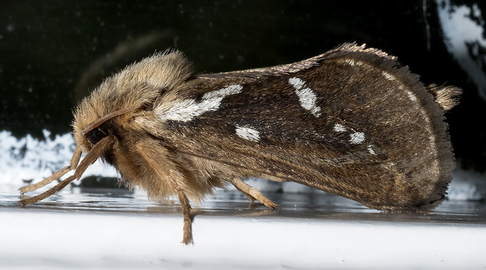 Lepidottero dalla Liguria: Pharmacis lupulina (Hepialidae)