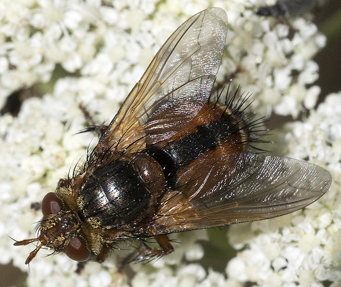 Tachinidae: Tachina fera