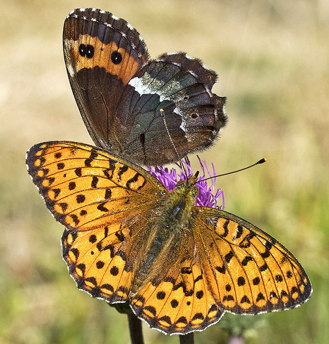 Nymphalidae Satyrinae: Erebia ligea