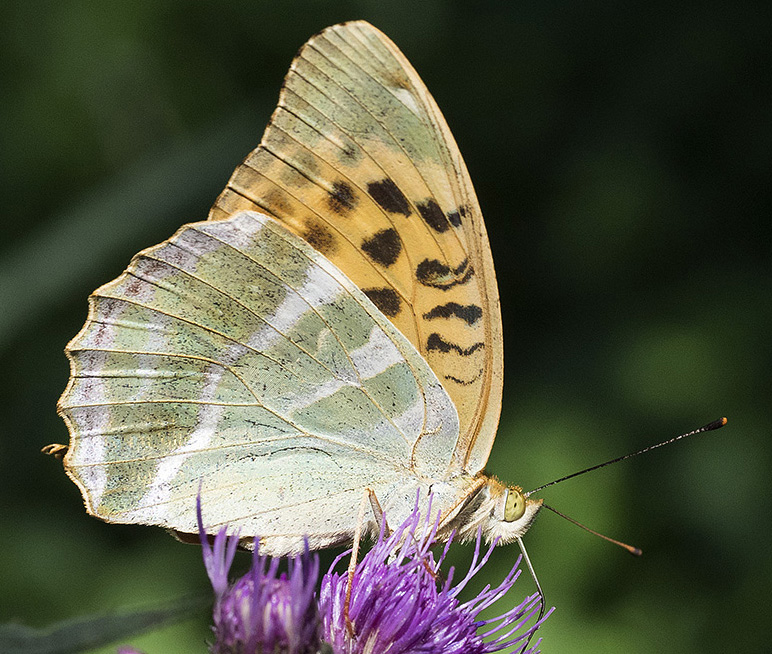 Quale Argynnis? Argynnis paphia