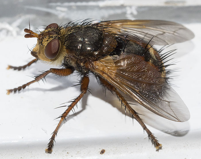 Tachinidae: Tachina fera