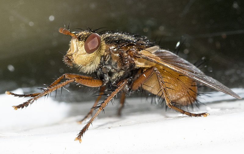 Tachinidae: Tachina fera