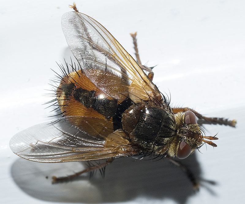 Tachinidae: Tachina fera