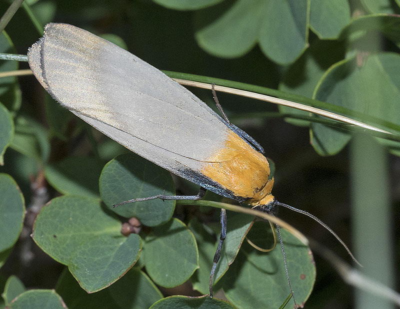 Lithosia quadra, maschio (Erebidae Arctiinae)