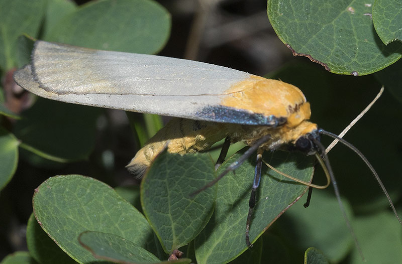 Lithosia quadra, maschio (Erebidae Arctiinae)