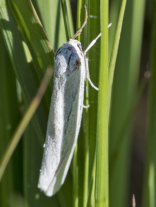 Coscinia cribraria, femmina (Erebidae Arctiinae)