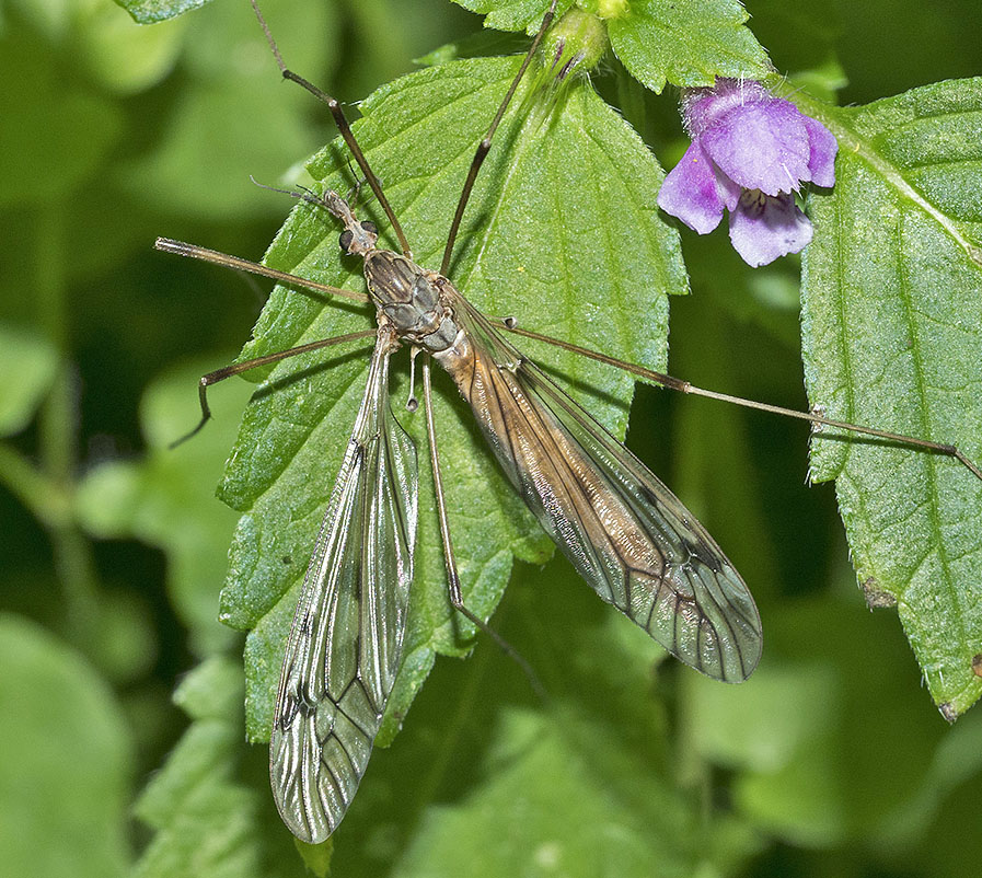 tipula da identificare