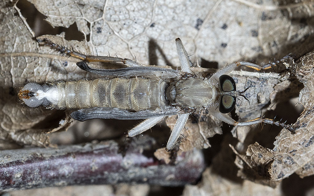 dittero da identificare dalla liguria