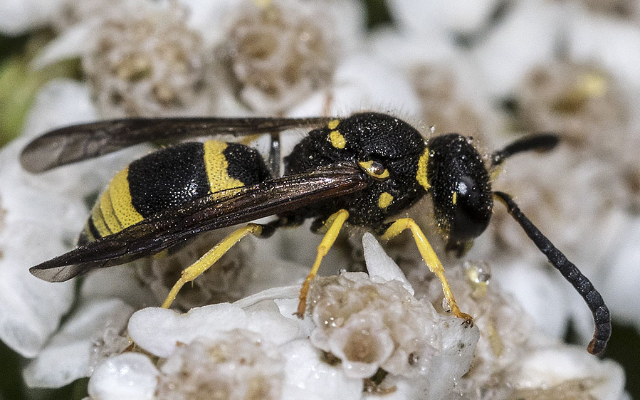 Vespidae Eumeninae: maschio di Ancistrocerus sp.