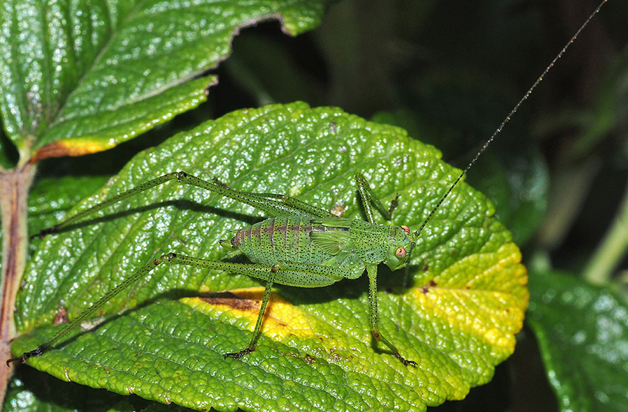 Ninfa di Phaneroptera sp.